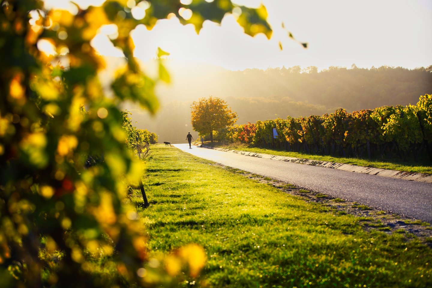 Spaziergänger mit Hund in den Weinbergen 