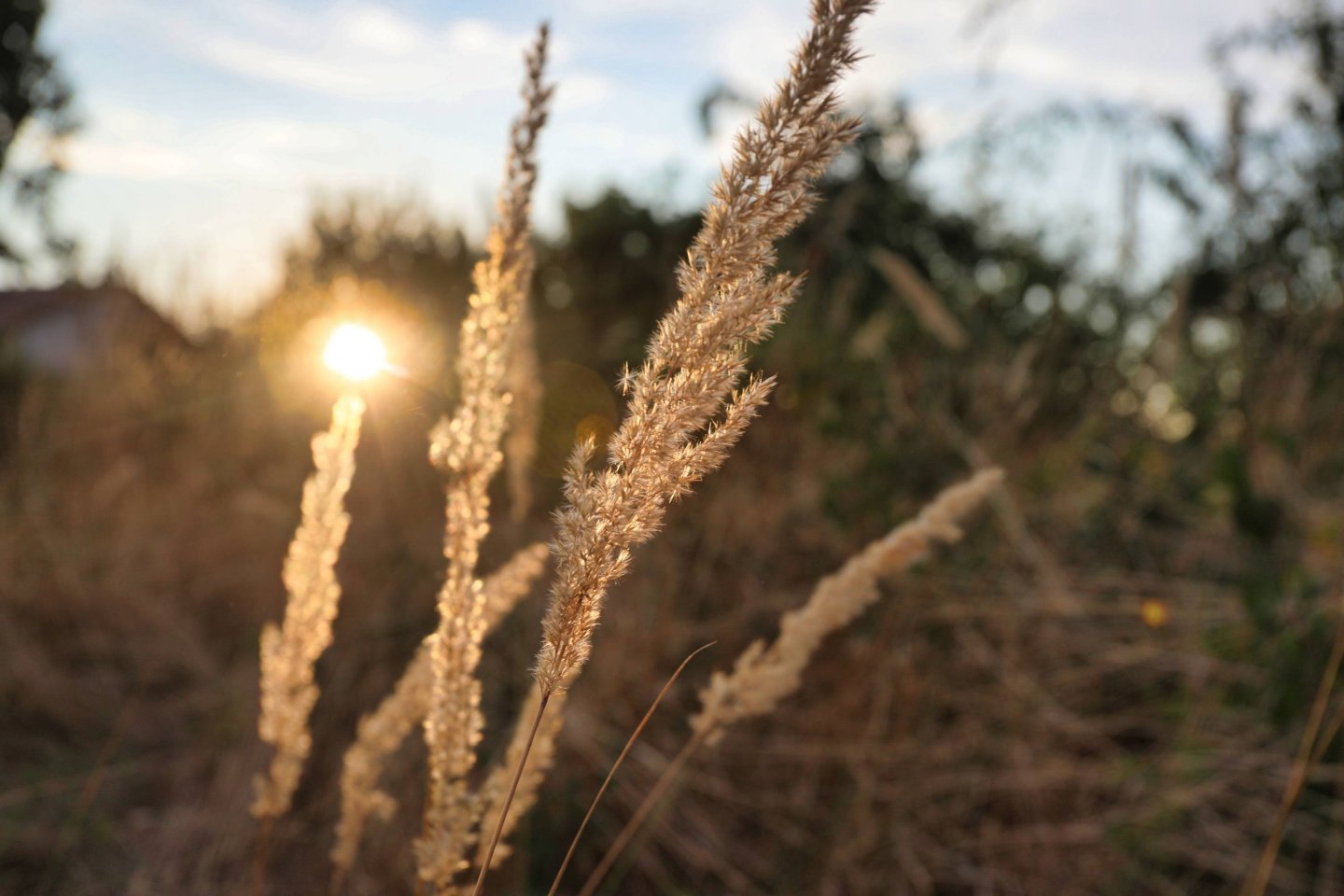 Grashalme im Sonnenlicht